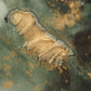 Fern