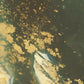 Fern